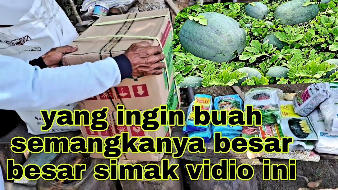 PERSARATAN LENGKAP CARA MENANAM SEMANGKA NON BIJI