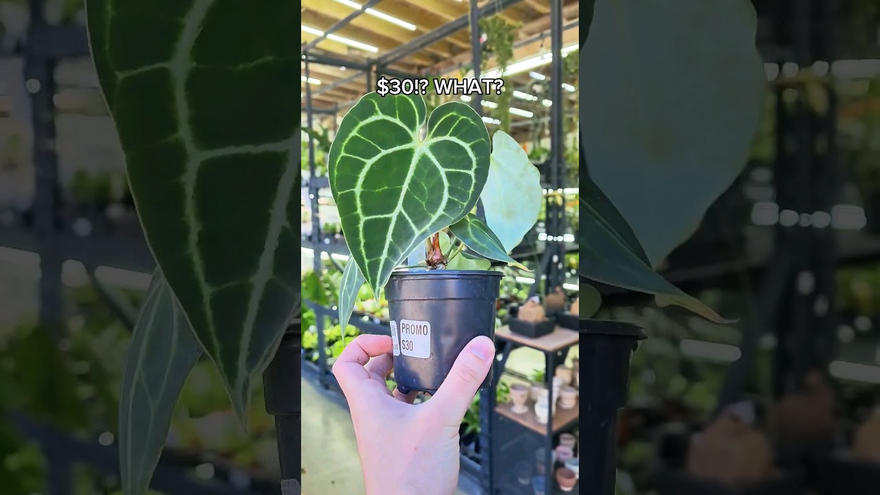This plant deal is INSANE. I want ALL of them 😍