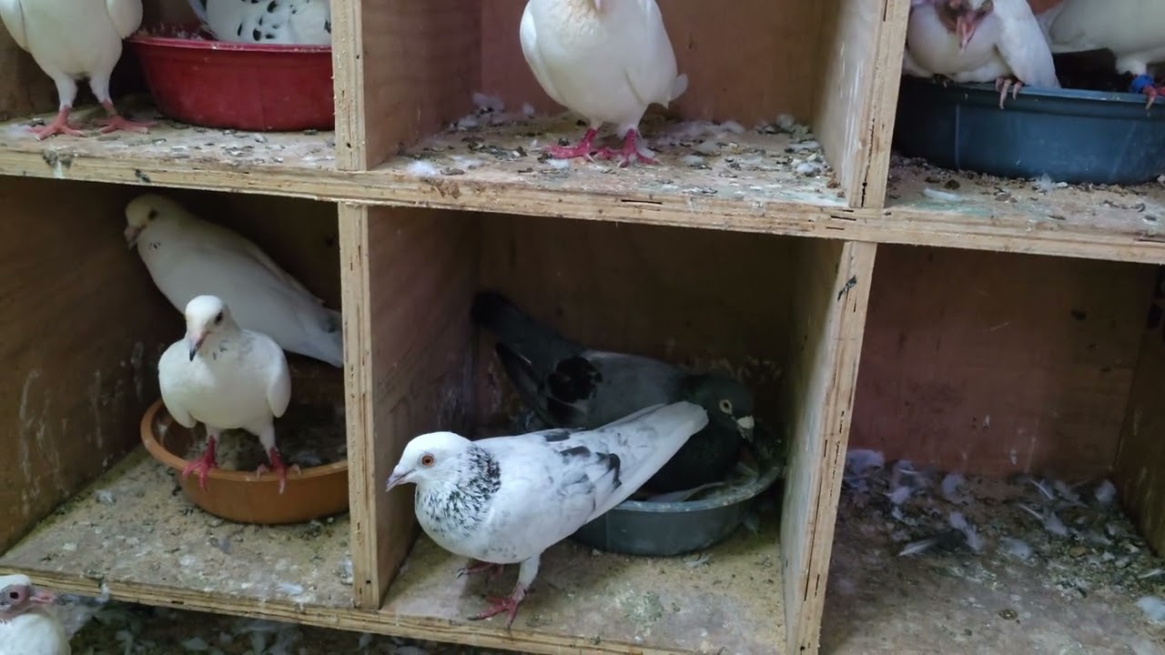 🕊В моей голубятне появилась новая пара голубей, 2 голубя несут яйца и проходят обучение по откорм...