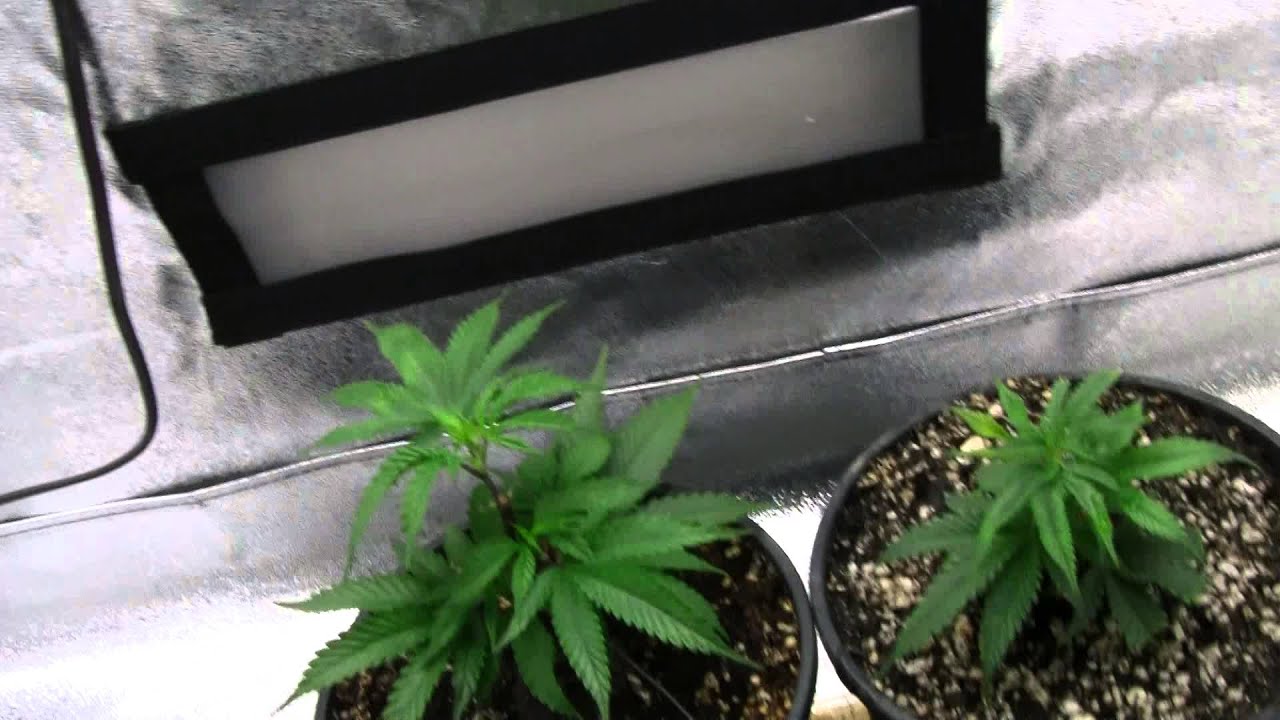 Dinafem Blue Kush Clones - Making Feminized Seeds - Grow #2 - Veg Week 3 / Day 26