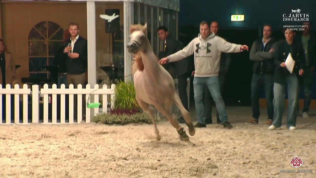 Чемпионат жеребят Arabian Futurity Europe 2024 Aachen Filly