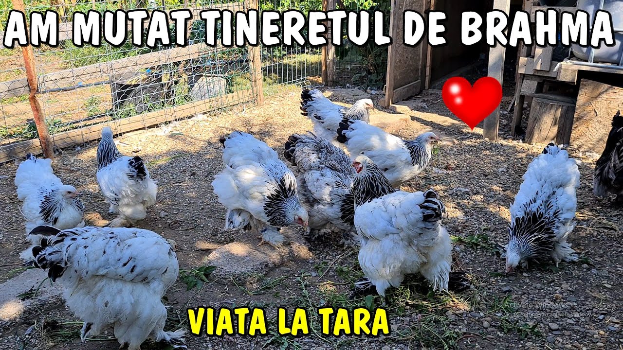 Viața la țară ✅ Am mutat Tineretul de Brahma + oua bune la Australiana cu Moț❤