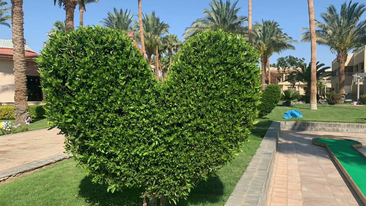 Ägypten 2024 Hurghada Hotel Beach Albatros Resort