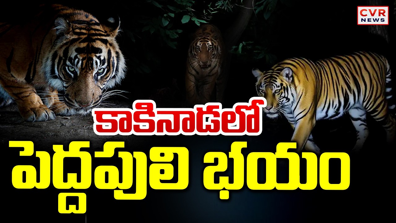 కాకినాడలో పెద్దపులి భయం | Tiger Tension In Kakinada | CVR News