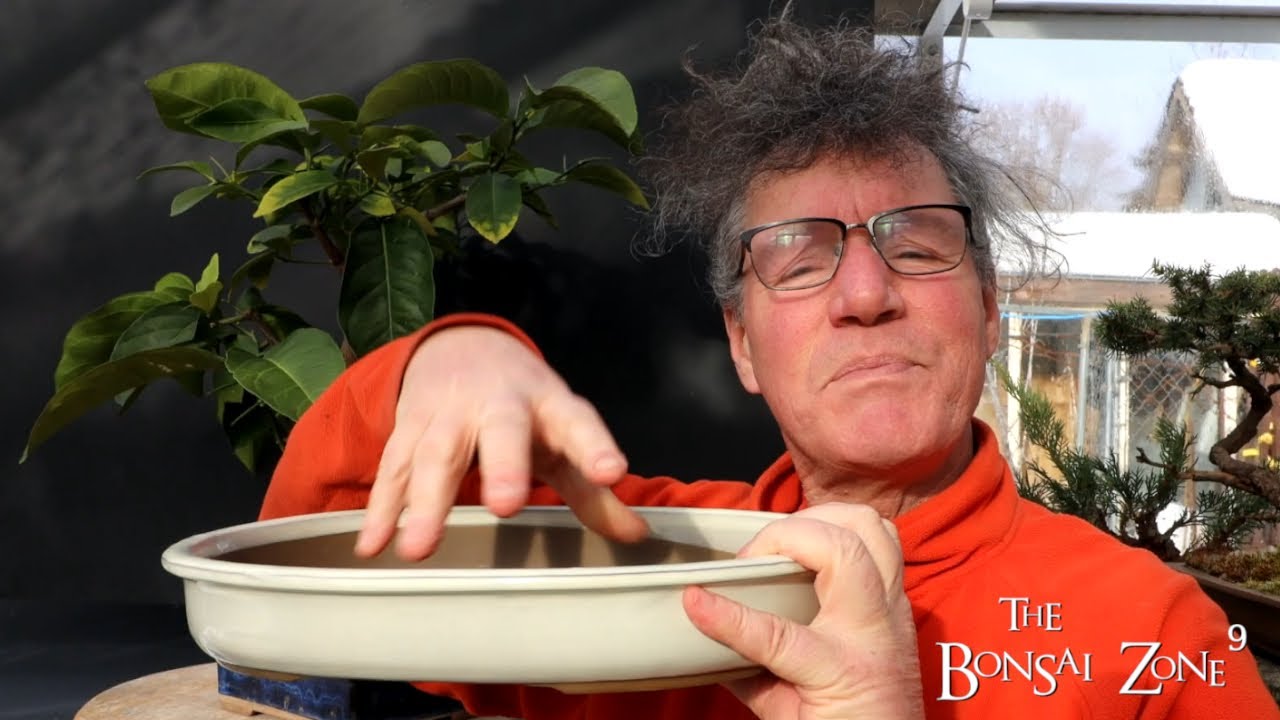 My Lemon Tree Bonsai, Part 1, The Bonsai Zone, Feb 2022