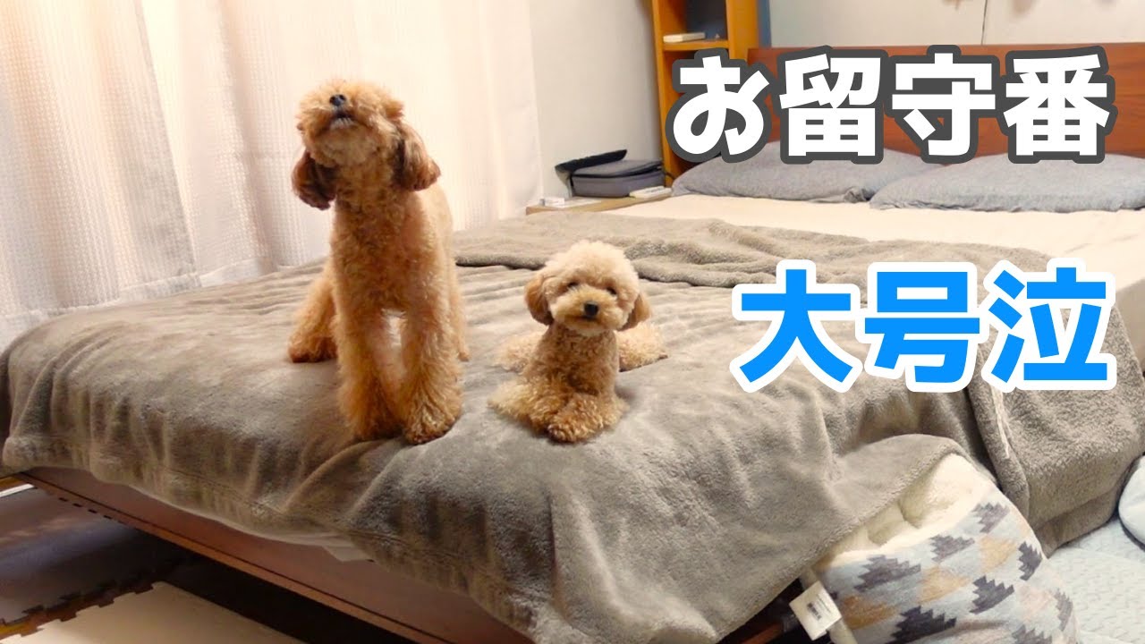 犬達のお留守番を隠し撮りしてみたら、飼い主が知らないところで大号泣してた姿に胸が締め付けられました。
