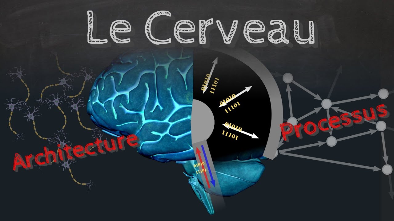Le Cerveau, comment ça marche ? ( architecture et processus ) - Passe-science #30