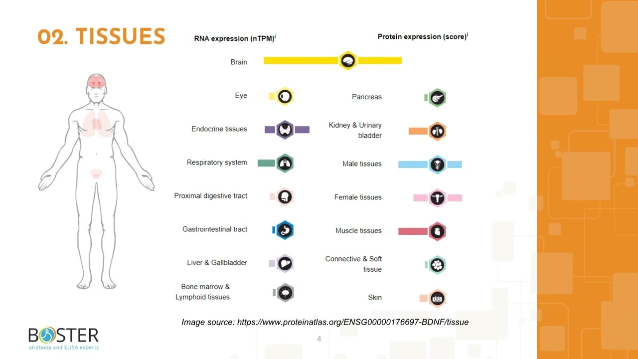 Learn BDNF in 3 minutes | Brain-derived neurotrophic factor