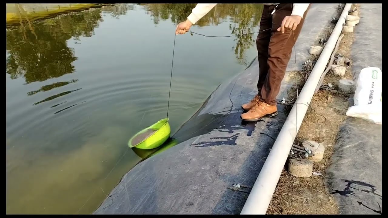 Pond Liner Mein IMC Ko Feeding Kaise Krate Hai l Pond Liner Farming l IMC farming in Pond Liner