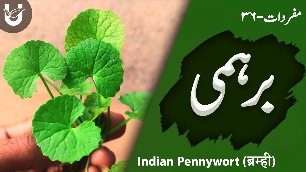 ؓBrahmi (Indian Pennywort /ब्रम्ही) | برہمی