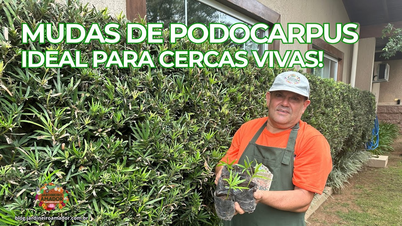 Como Fazer Mudas de Podocarpus para Cercas Vivas