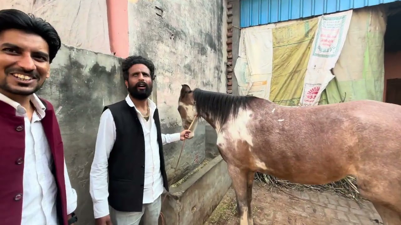 Aaj 2 Saal baad chalai ghodi 🐴 🐎 