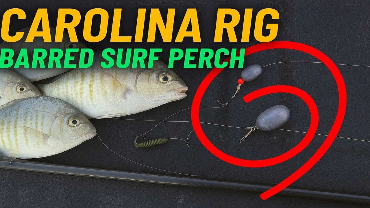 Barred Surf Perch Fishing: How to Set up the Carolina Rig for Success!