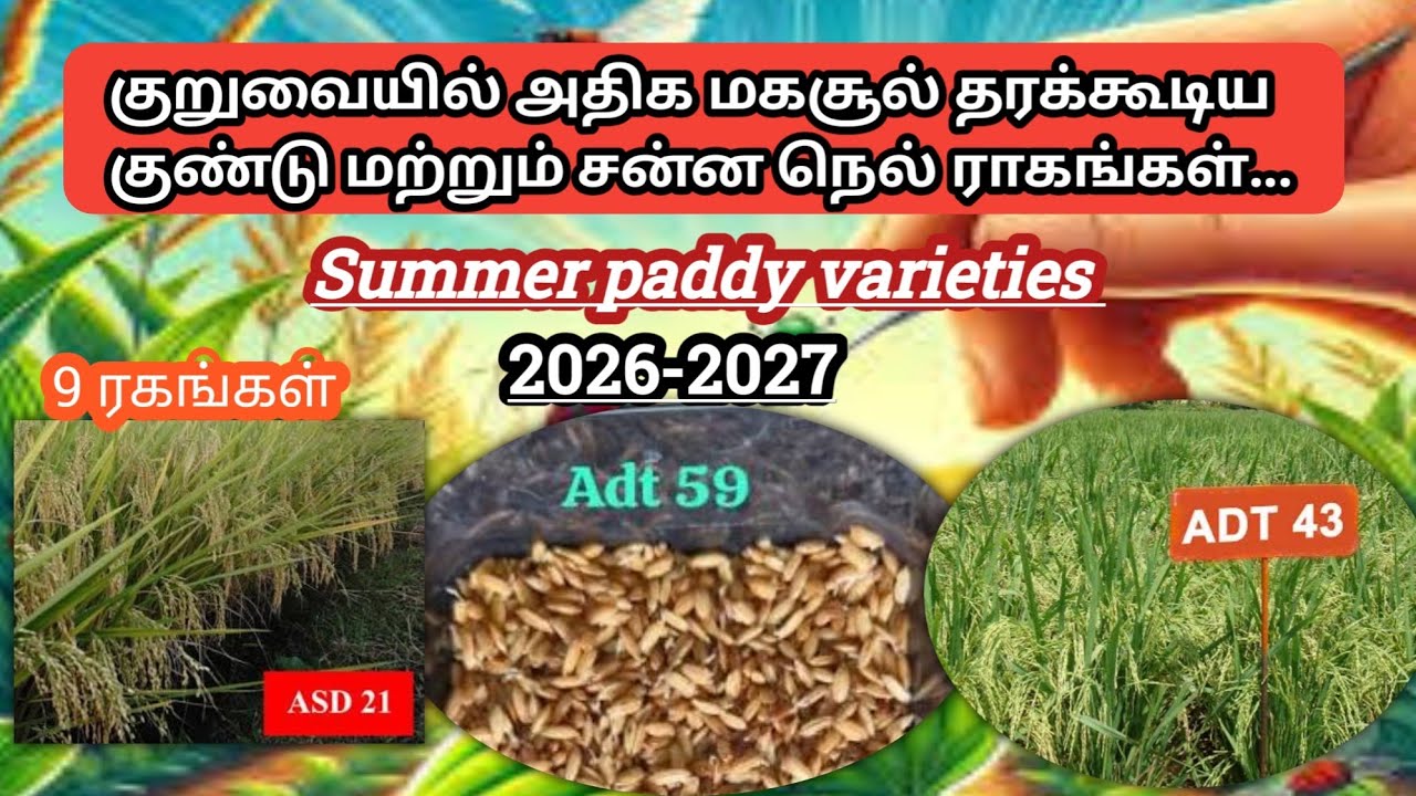 குறுவை அதிக மகசூல் தரக்கூடிய சிறந்த ரகங்கள் | Summer paddy varieties 