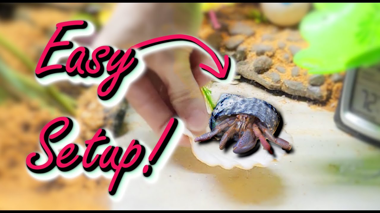 Your Hermit Crab’s Dream Home Starts Here! 🐚 | Hermit Crab 101