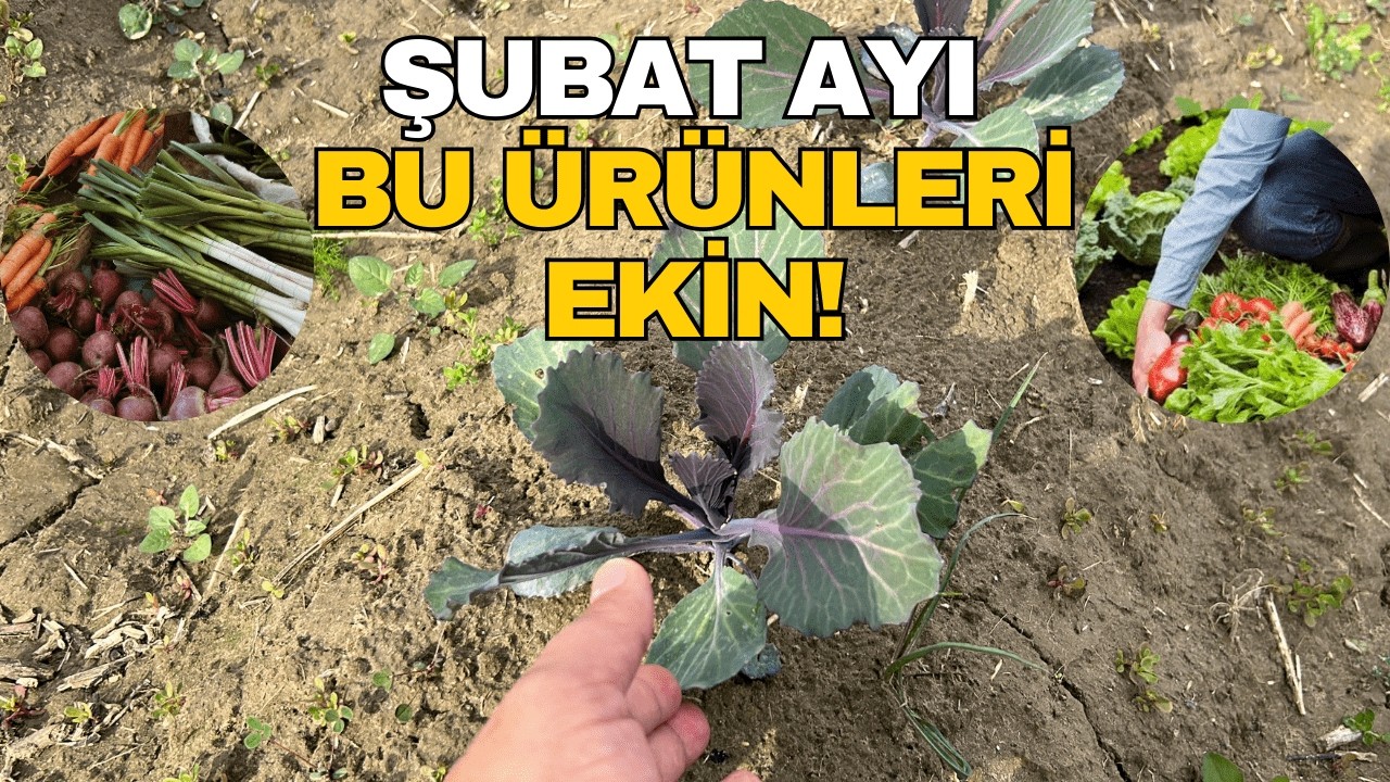 Şubat Ayı Hangi Sebze ve Meyveler Ekilir? (Kış mevsimi hangi ürünleri, nasıl ekmelisiniz?)