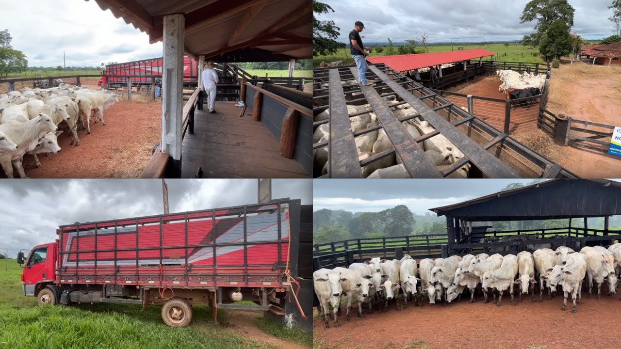 Transportando novilhas entre duas Fazendas! Como é todo o processo! 