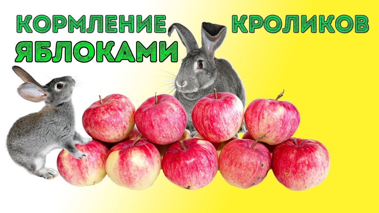 КОРМЛЕНИЕ КРОЛИКОВ ЯБЛОКАМИ