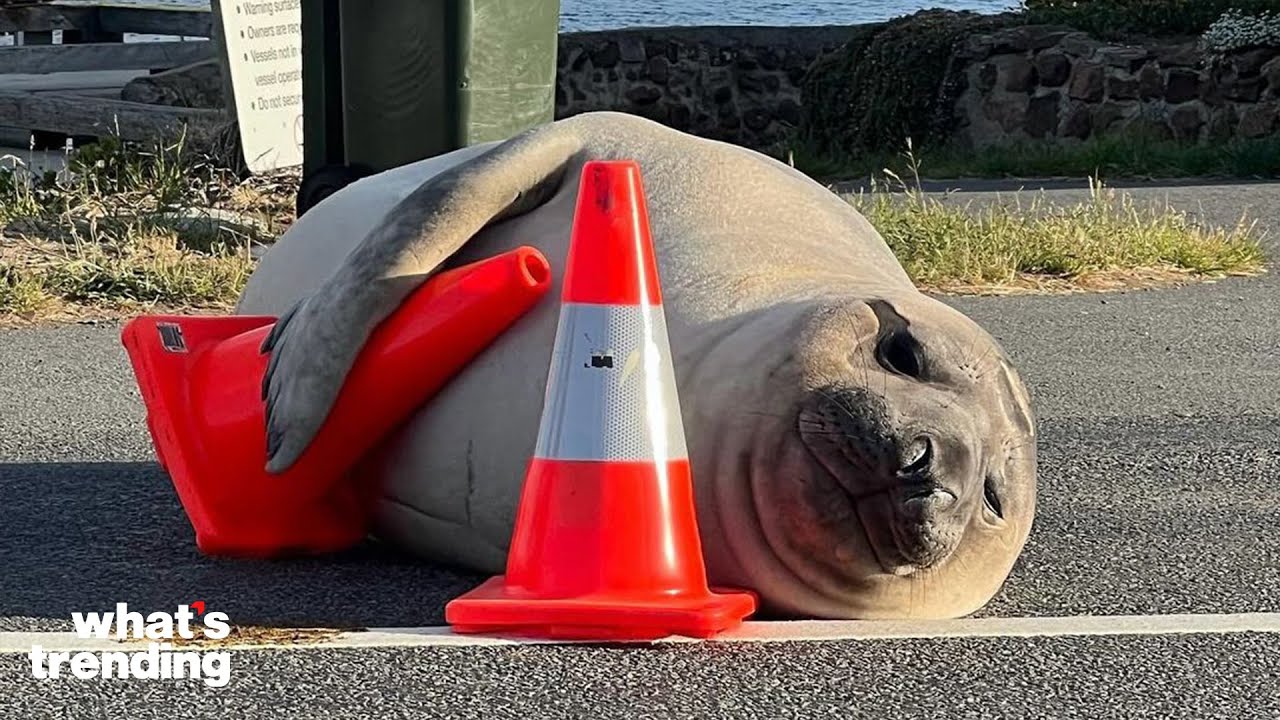 TikTok's Latest Obsession is a Chaotic Seal Named Neil
