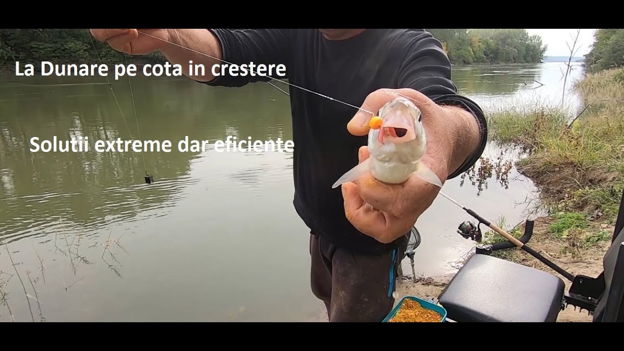 La feeder pe Dunare . Pesti mofturosi, solutii extreme !