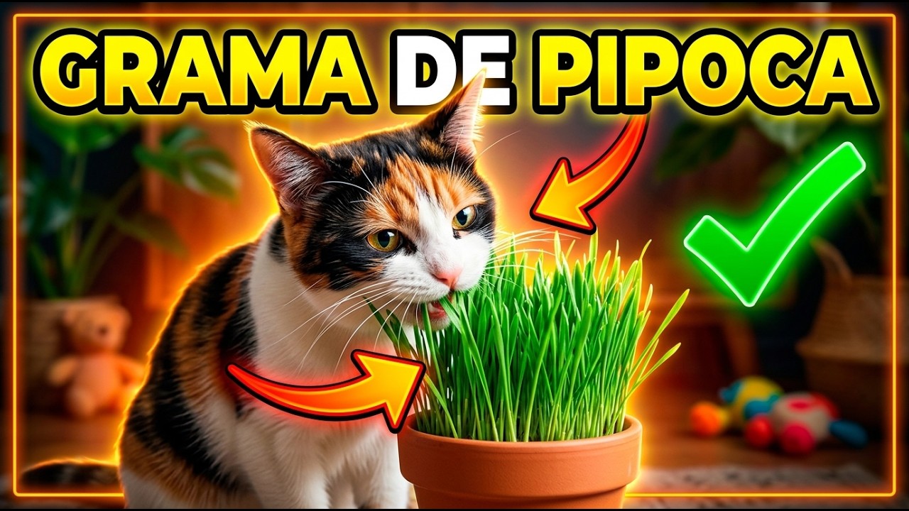 GRAMA PARA GATOS com milho de pipoca - Gatil Hauser