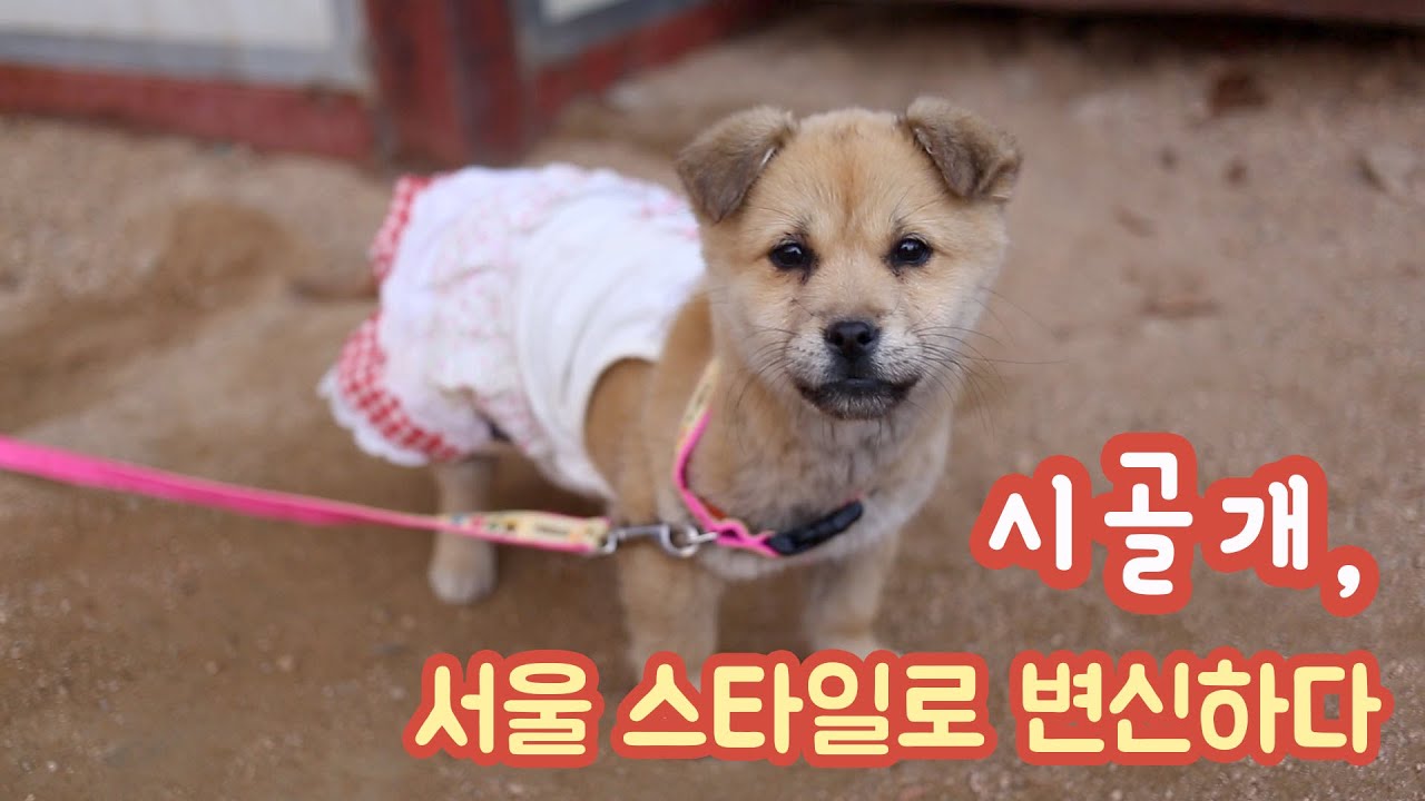 [시골개2탄] 시골개 서울스타일로 변신시키기/ 장난감을 처음 접해본 시골개의 반응은?