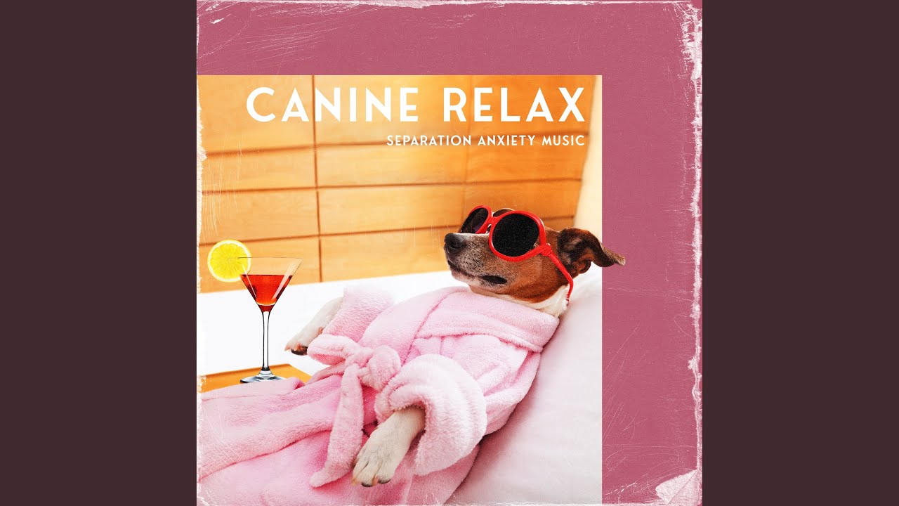 The Best Music for Pets