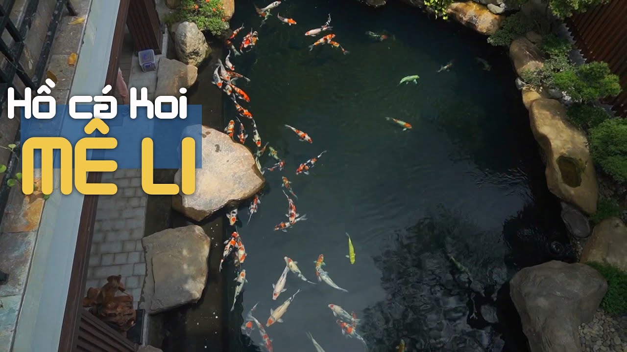 Hồ cá Koi ĐẸP MÊ LI nhìn từ trên cao | Lưu Đạt
