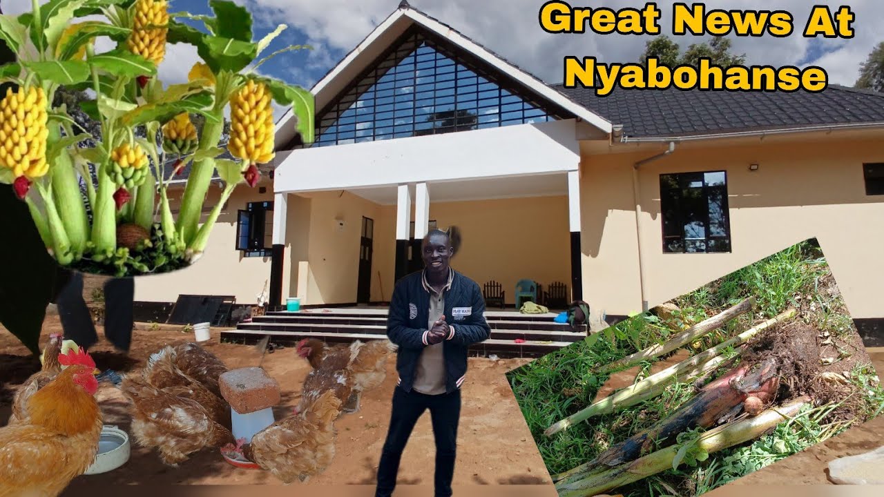 GREAT NEWS FOR GOCO:WE HAVE THIS FOR HER @iam marwa@ farmer issa#NYABOHANSE