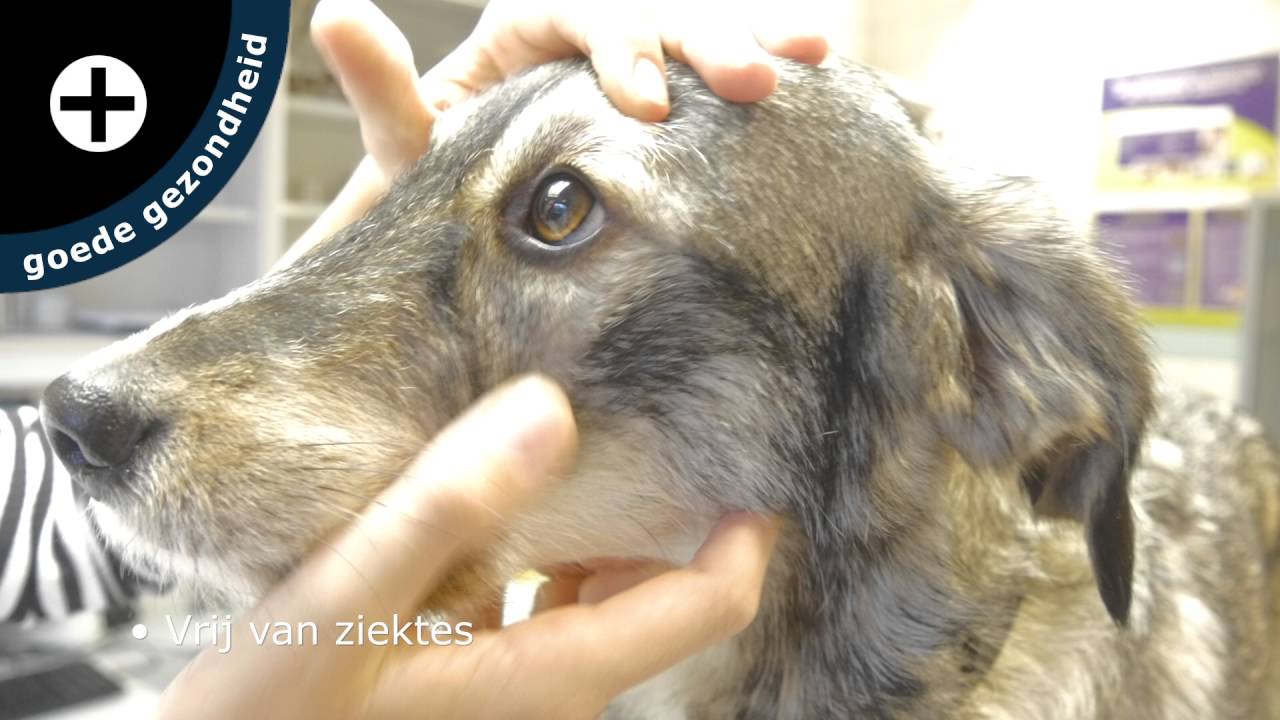 Welzijn honden: houden van honden - Dierenwelzijn in beeld