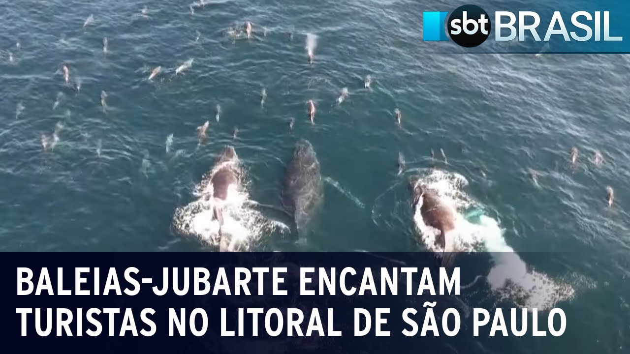 Baleias-jubarte encantam turistas no litoral de São Paulo | SBT Brasil (09/06/23)