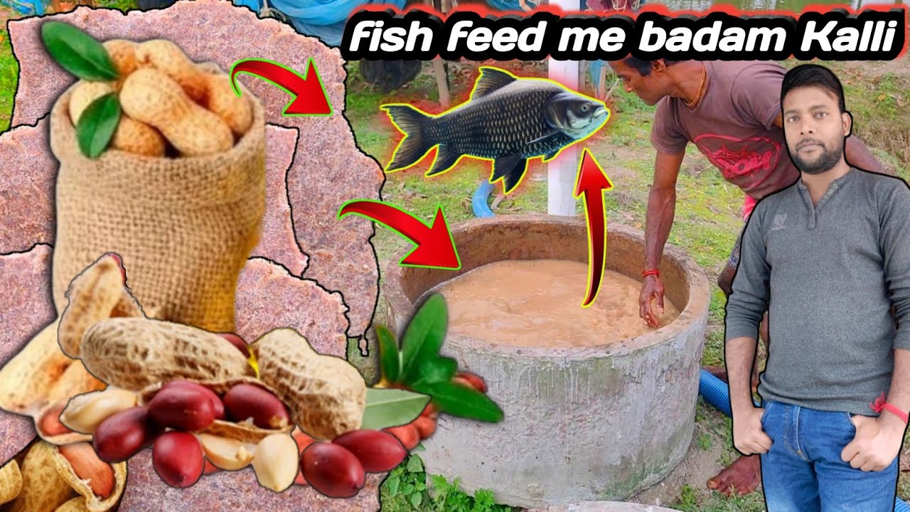 fish feed making with peanut cake | use of babam khali in fish farming | fish feed making process