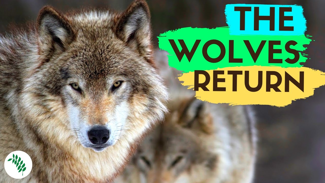 REWILDING BRITAIN - The Remarkable Resurgence of Europes Wolf
