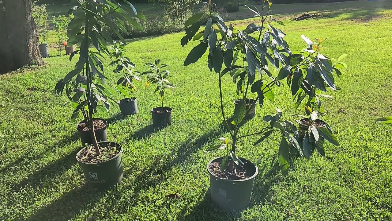Dodging Laurel Wilt and Growing Avocados in North Carolina