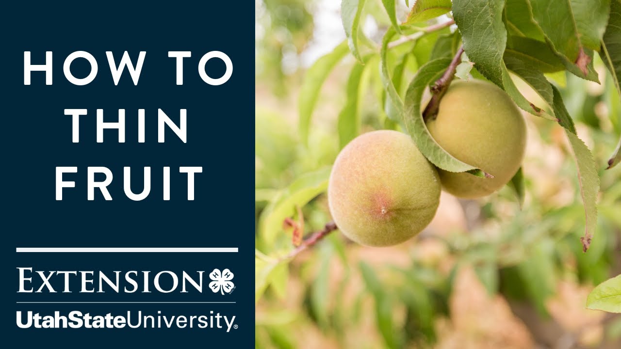 How to Thin Fruit