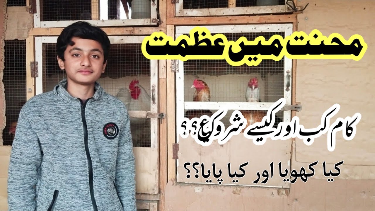 Rumman Fancy Hens Setup | Fancy Hens Business In Pakistan | How To Start Fancy Hens Breeding Setup