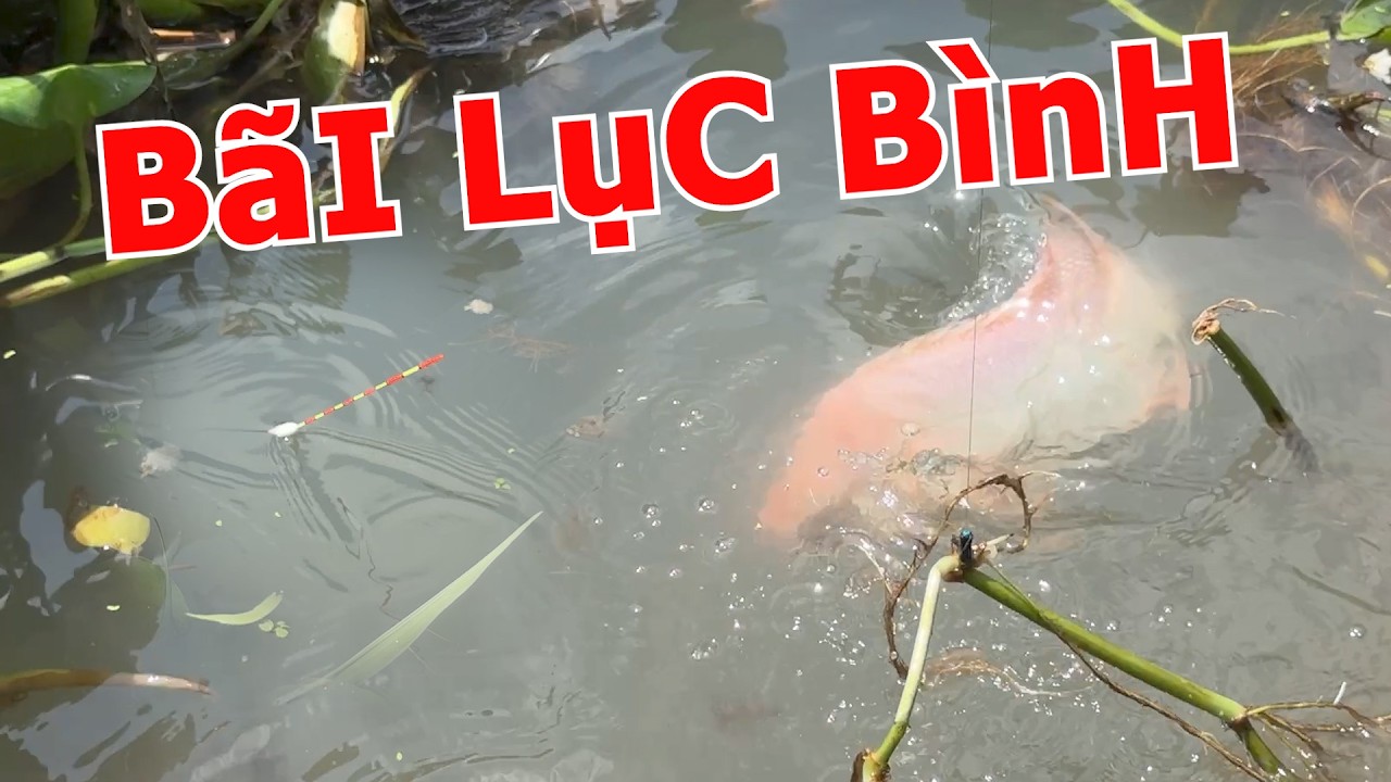 CÂU CÁ THIÊN NHIÊN 4 TIẾNG | KẾT QUẢ SẼ LÀNG BẠN NGẠC NHIÊN
