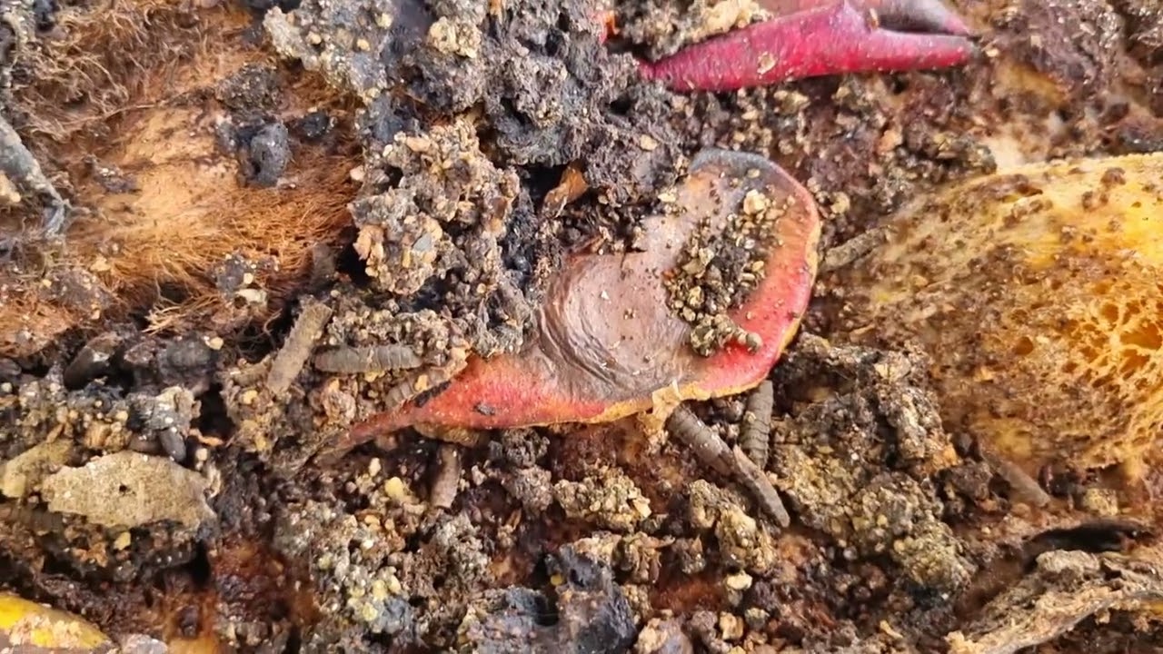 MOSCA SOLDADO NEGRO  (Hermetia illucens) DEPOSITANDO SEUS OVOS NO SUBSTRATO