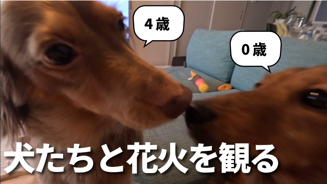 【多頭飼い】休日に犬たちと花火を観る【ミニチュアダックスフンド】