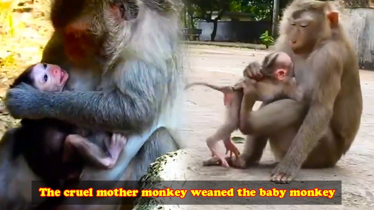 Collection of videos about the lives of wild baby monkeys. The little monkey screamed for milk