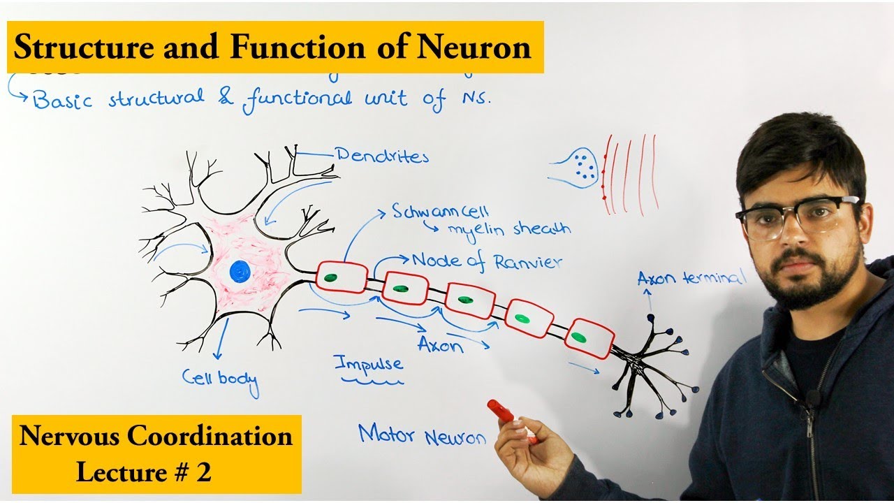 Neuron |How nervous system works|