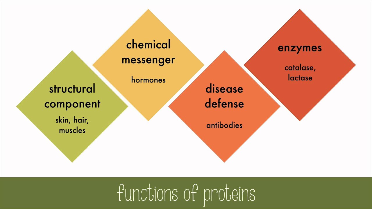 Proteins and Enzymes
