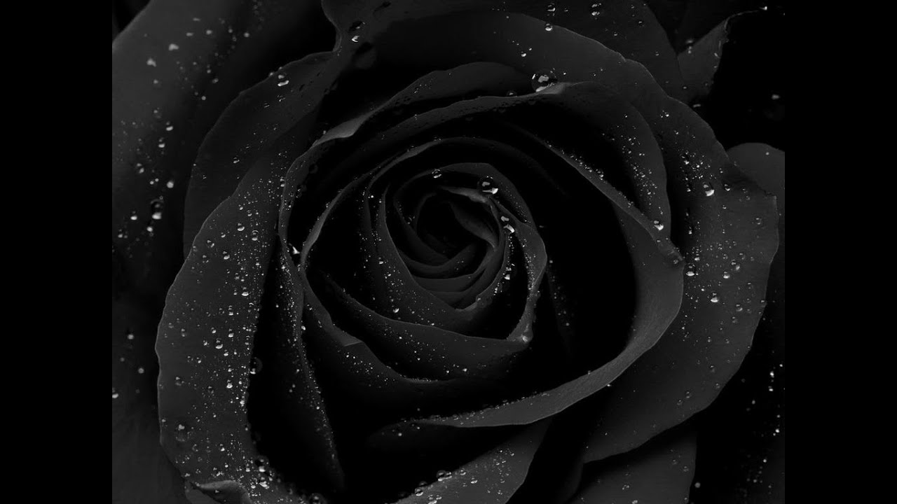 Blutengel - Black Roses - Lyrics