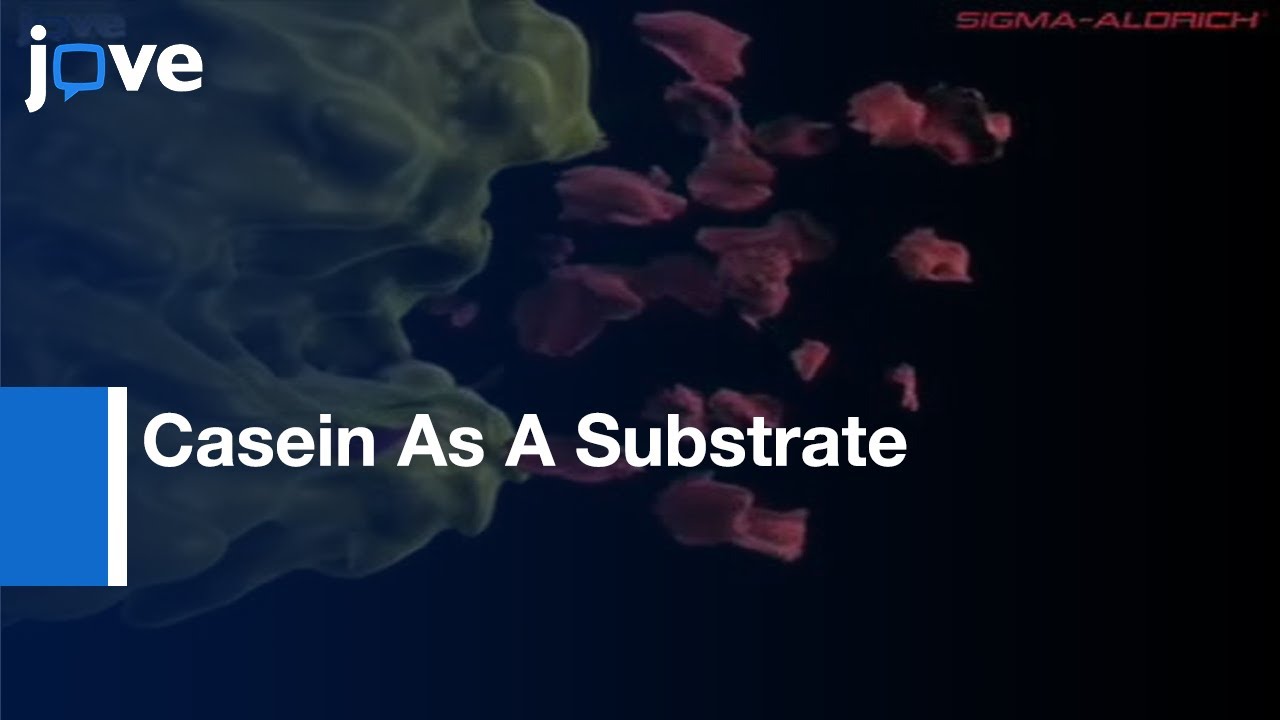 Sigma's Non-Specific Protease Activity Assay l Protocol Preview