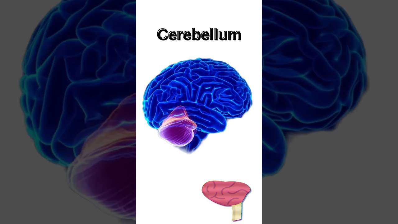 How Your Brain & Inner Ear Keep You Balanced – Body Balance Explained