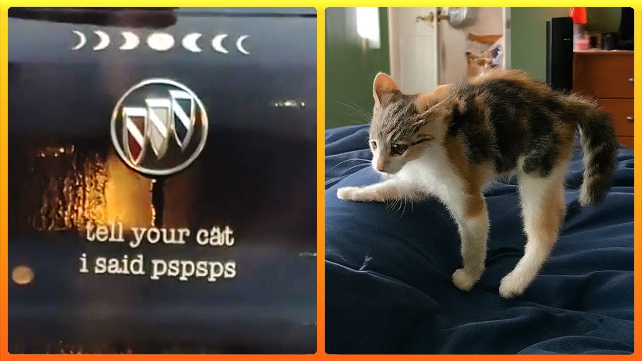 Go Tell Your Cat I Said Pspsps 😂 You Try It Too!