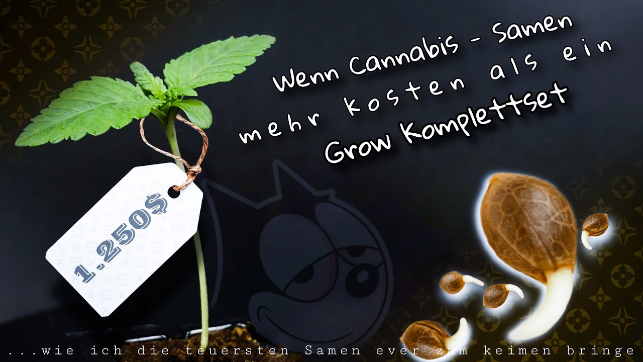 1250$ Samen // Keimen so einfach wie noch nie ob Erde , CoCo oder Hydro, 100% Keimung in unter 60h