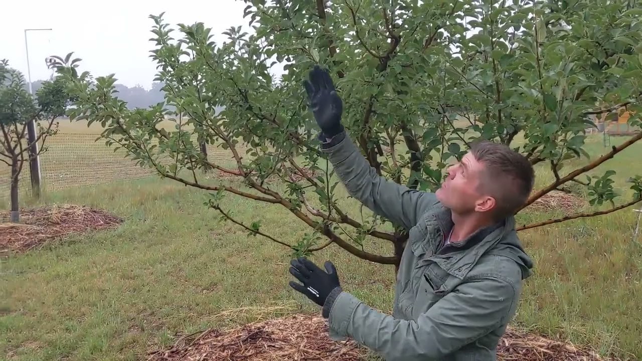 The Roots: Fruit Tree Fundamentals