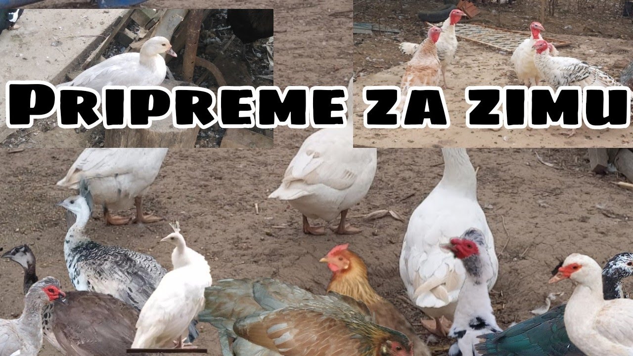Novosti kod živine , pripreme za zimu i još po nešto!
