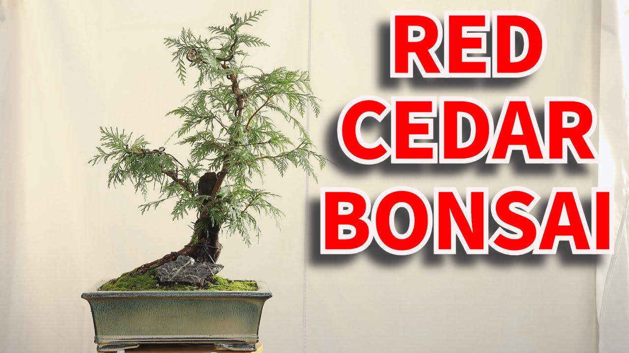 Making a Western Red Cedar bonsai tree from raw material, Tanuki style.